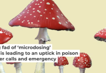 Amanita mushrooms are commonly used in mushroom-based products. Kateryna Kon/Science Photo Library via Getty Images